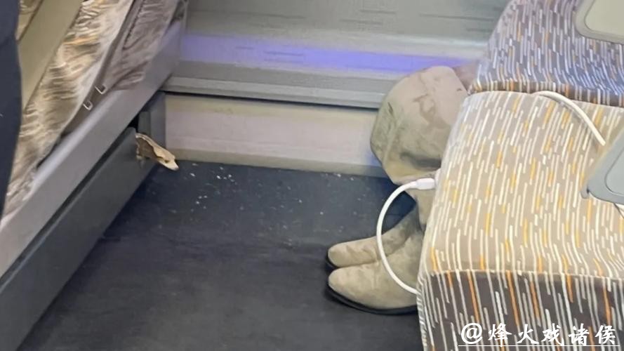 “那一瞬间心跳都快停了！”女子坐高铁，座椅下突然钻出一只活蜥蜴！回应来了