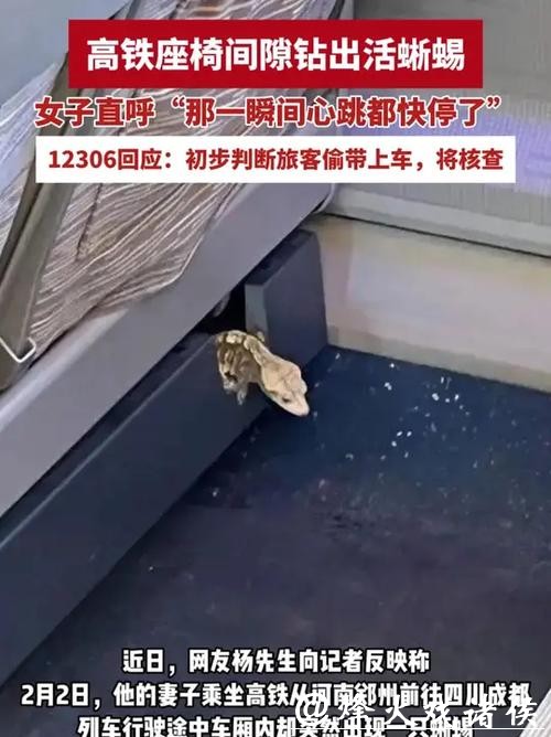 “那一瞬间心跳都快停了！”女子坐高铁，座椅下突然钻出一只活蜥蜴！回应来了